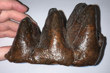 Load image into Gallery viewer, American Mastodon Rare Unerupted Fossil Molar 5.52 Inches No Repair
