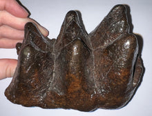 Load image into Gallery viewer, American Mastodon Rare Unerupted Fossil Molar 5.52 Inches No Repair
