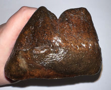 Load image into Gallery viewer, American Mastodon Rare Unerupted Fossil Molar 5.52 Inches No Repair
