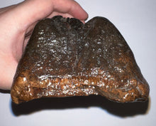 Load image into Gallery viewer, American Mastodon Rare Unerupted Fossil Molar 5.52 Inches No Repair

