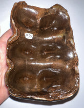 Load image into Gallery viewer, American Mastodon Rare Unerupted Fossil Molar 5.52 Inches No Repair
