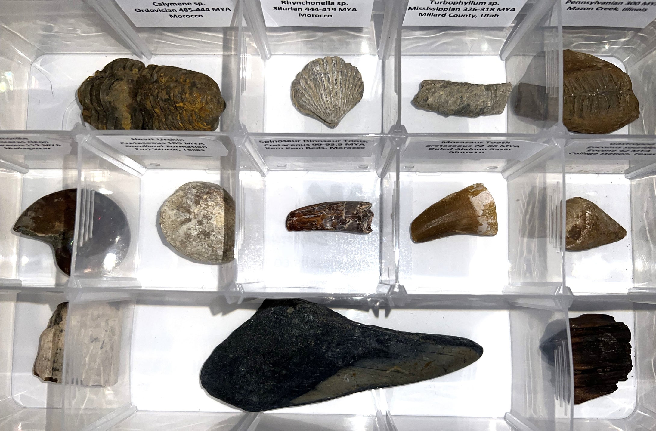 Large Beginner Collection of 12 labeled Fossils in a clear case. Includes Partial Megalodon Tooth, Trilobite, Spinosaur Tooth and more!