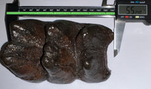 Load image into Gallery viewer, American Mastodon Rare Unerupted Fossil Molar 5.52 Inches No Repair
