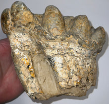 Load image into Gallery viewer, Super Rare Gomphothere Fossil Molar from China Miocene 5.66 Inches
