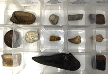 Load image into Gallery viewer, Large Beginner Collection of 12 labeled Fossils in a clear case. Includes Partial Megalodon Tooth, Trilobite, Spinosaur Tooth and more!
