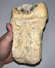 Load image into Gallery viewer, Super Rare Gomphothere Fossil Molar from China Miocene 5.66 Inches
