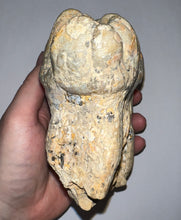 Load image into Gallery viewer, Super Rare Gomphothere Fossil Molar from China Miocene 5.66 Inches
