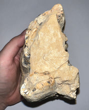 Load image into Gallery viewer, Super Rare Gomphothere Fossil Molar from China Miocene 5.66 Inches
