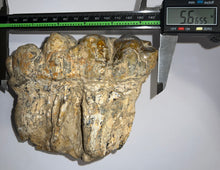 Load image into Gallery viewer, Super Rare Gomphothere Fossil Molar from China Miocene 5.66 Inches
