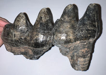 Load image into Gallery viewer, American Mastodon Fossil Molar 7.2 Inches
