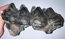 Load image into Gallery viewer, American Mastodon Fossil Molar 7.2 Inches
