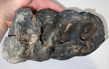 Load image into Gallery viewer, American Mastodon Fossil Molar 7.2 Inches
