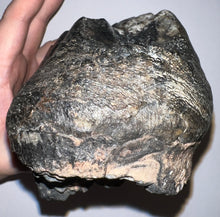 Load image into Gallery viewer, American Mastodon Fossil Molar 7.2 Inches

