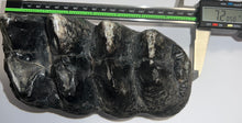 Load image into Gallery viewer, American Mastodon Fossil Molar 7.2 Inches
