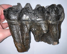 Load image into Gallery viewer, GEM American Mastodon Fossil Molar 6.86 Inches No Repair!
