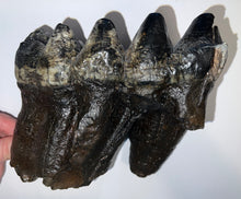 Load image into Gallery viewer, GEM American Mastodon Fossil Molar 6.86 Inches No Repair!

