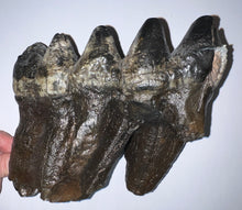 Load image into Gallery viewer, GEM American Mastodon Fossil Molar 6.86 Inches No Repair!
