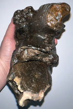 Load image into Gallery viewer, GEM American Mastodon Fossil Molar 6.86 Inches No Repair!
