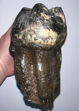 Load image into Gallery viewer, GEM American Mastodon Fossil Molar 6.86 Inches No Repair!
