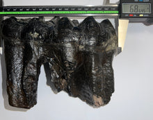 Load image into Gallery viewer, GEM American Mastodon Fossil Molar 6.86 Inches No Repair!
