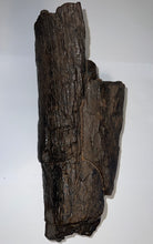 Load image into Gallery viewer, Huge Ice Age Fossil Columbian Mammoth Partial Tusk 13.5 Inches from Florida
