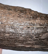 Load image into Gallery viewer, Huge Ice Age Fossil Columbian Mammoth Partial Tusk 13.5 Inches from Florida
