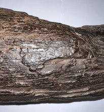 Load image into Gallery viewer, Huge Ice Age Fossil Columbian Mammoth Partial Tusk 13.5 Inches from Florida
