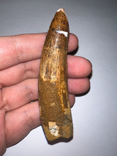 Load image into Gallery viewer, HUGE Spinosaur Fossil Dinosaur Tooth 3.32 Inches with Display Stand and Case
