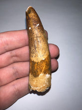 Load image into Gallery viewer, HUGE Spinosaur Fossil Dinosaur Tooth 3.32 Inches with Display Stand and Case
