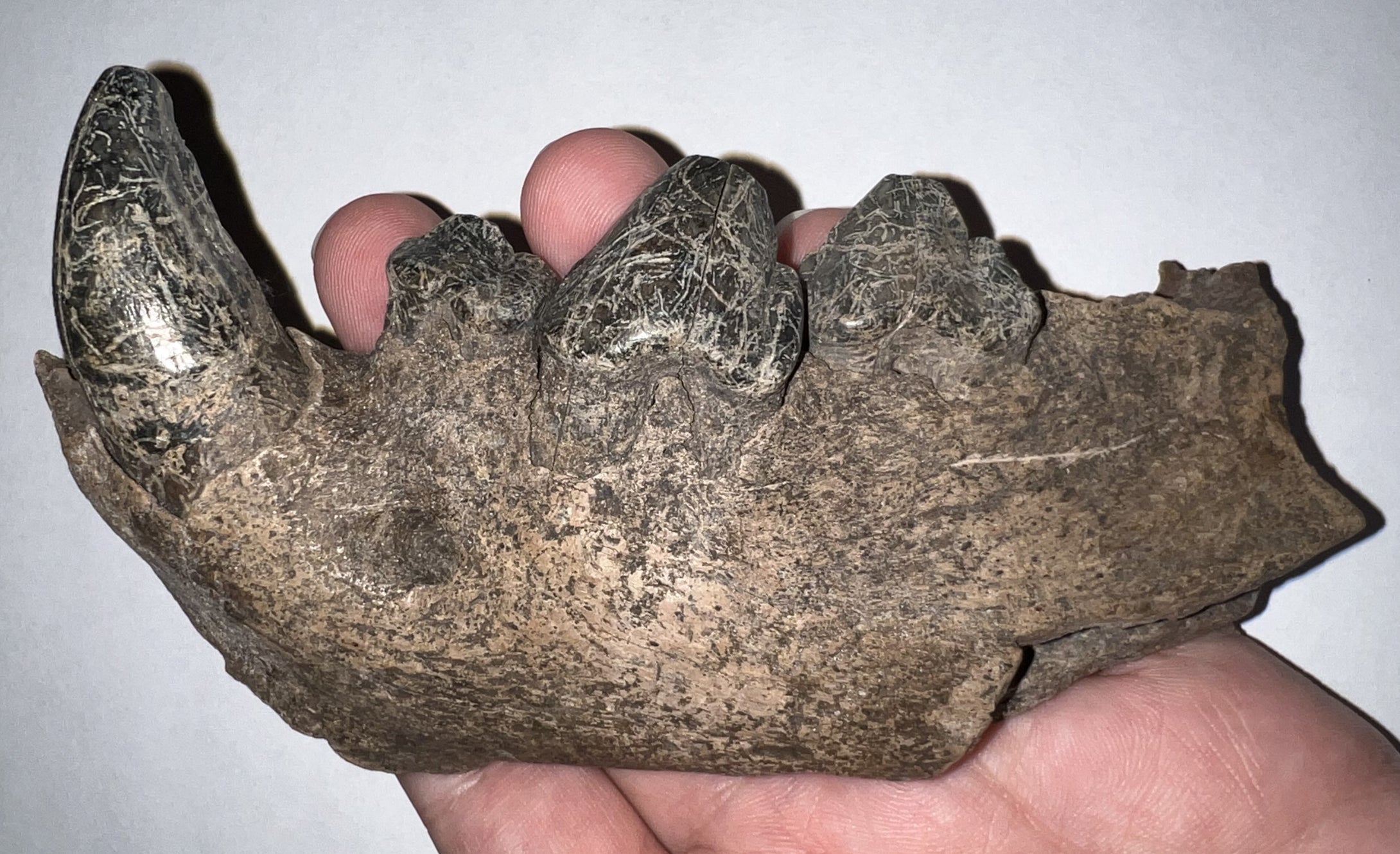 Ice Age Cave Hyena Jaw with four complete teeth 5.22 Inches