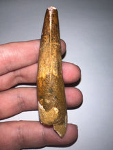 Load image into Gallery viewer, HUGE Spinosaur Fossil Dinosaur Tooth 3.32 Inches with Display Stand and Case
