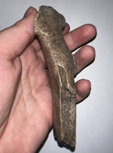 Load image into Gallery viewer, Ice Age Cave Hyena Jaw with four complete teeth 5.22 Inches
