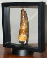 Load image into Gallery viewer, HUGE Spinosaur Fossil Dinosaur Tooth 3.32 Inches with Display Stand and Case
