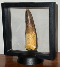 Load image into Gallery viewer, HUGE Spinosaur Fossil Dinosaur Tooth 3.21 Inches with Display Stand and Case
