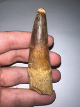 Load image into Gallery viewer, HUGE Spinosaur Fossil Dinosaur Tooth 3.21 Inches with Display Stand and Case
