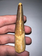 Load image into Gallery viewer, HUGE Spinosaur Fossil Dinosaur Tooth 3.21 Inches with Display Stand and Case
