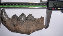 Load image into Gallery viewer, Ice Age Cave Hyena Jaw with four complete teeth 5.22 Inches
