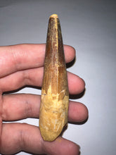 Load image into Gallery viewer, HUGE Spinosaur Fossil Dinosaur Tooth 3.21 Inches with Display Stand and Case
