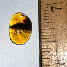 Load image into Gallery viewer, GEM Dinosaur age Burmite Fossil AMBER with a HUGE 10 mm COCKROACH! TESTED FOR AUTHENTICITY!!
