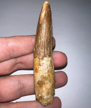 Load image into Gallery viewer, HUGE Spinosaur Fossil Dinosaur Tooth 3.47 Inches with Display Stand and Case
