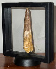 Load image into Gallery viewer, HUGE Spinosaur Fossil Dinosaur Tooth 3.47 Inches with Display Stand and Case
