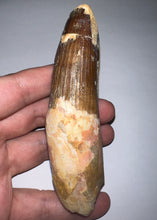 Load image into Gallery viewer, MONSTER Spinosaur Fossil Dinosaur Tooth 4.24 Inches with Display Stand and Case
