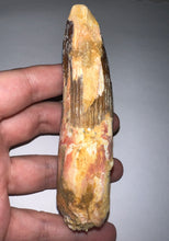 Load image into Gallery viewer, MONSTER Spinosaur Fossil Dinosaur Tooth 4.24 Inches with Display Stand and Case
