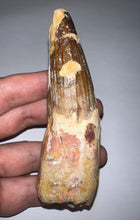 Load image into Gallery viewer, MONSTER Spinosaur Fossil Dinosaur Tooth 4.24 Inches with Display Stand and Case
