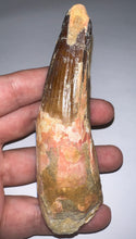 Load image into Gallery viewer, MONSTER Spinosaur Fossil Dinosaur Tooth 4.24 Inches with Display Stand and Case
