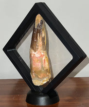 Load image into Gallery viewer, MONSTER Spinosaur Fossil Dinosaur Tooth 4.24 Inches with Display Stand and Case
