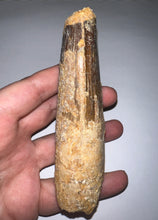 Load image into Gallery viewer, MONSTER Spinosaur Fossil Dinosaur Tooth 4.5 Inches with Display Stand and Case NO REPAIR
