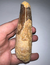 Load image into Gallery viewer, MONSTER Spinosaur Fossil Dinosaur Tooth 4.5 Inches with Display Stand and Case NO REPAIR
