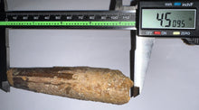 Load image into Gallery viewer, MONSTER Spinosaur Fossil Dinosaur Tooth 4.5 Inches with Display Stand and Case NO REPAIR

