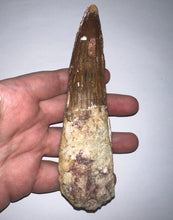 Load image into Gallery viewer, MEGA MONSTER Spinosaur Fossil Dinosaur Tooth 5.54 Inches with Display Case
